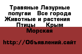 Травяные Лазурные попугаи - Все города Животные и растения » Птицы   . Крым,Морская